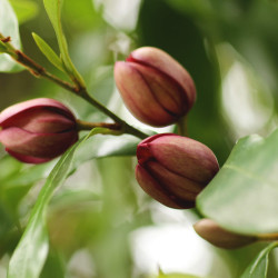 Michelia figo ‘White caviar’