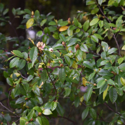 Michelia figo ‘White caviar’