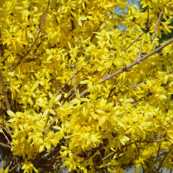 Forsythia intermedia ‘Lynwood‘