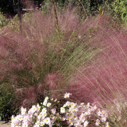 MUHLENBERGIA Capillaris 'Ruby'