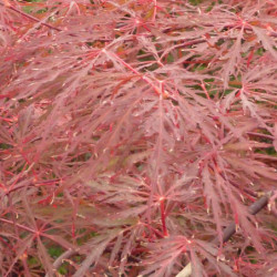 Acer palmatum ‘Firecracker’