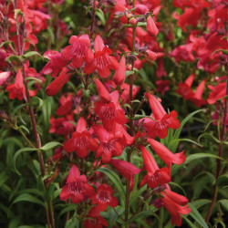 Penstemon Quartz ® Red