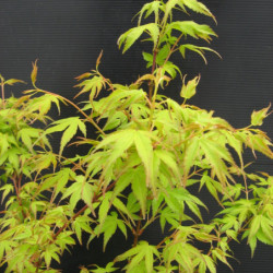 Acer palmatum ‘Katsura’