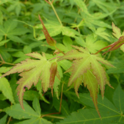 Acer palmatum ‘Katsura’ -...