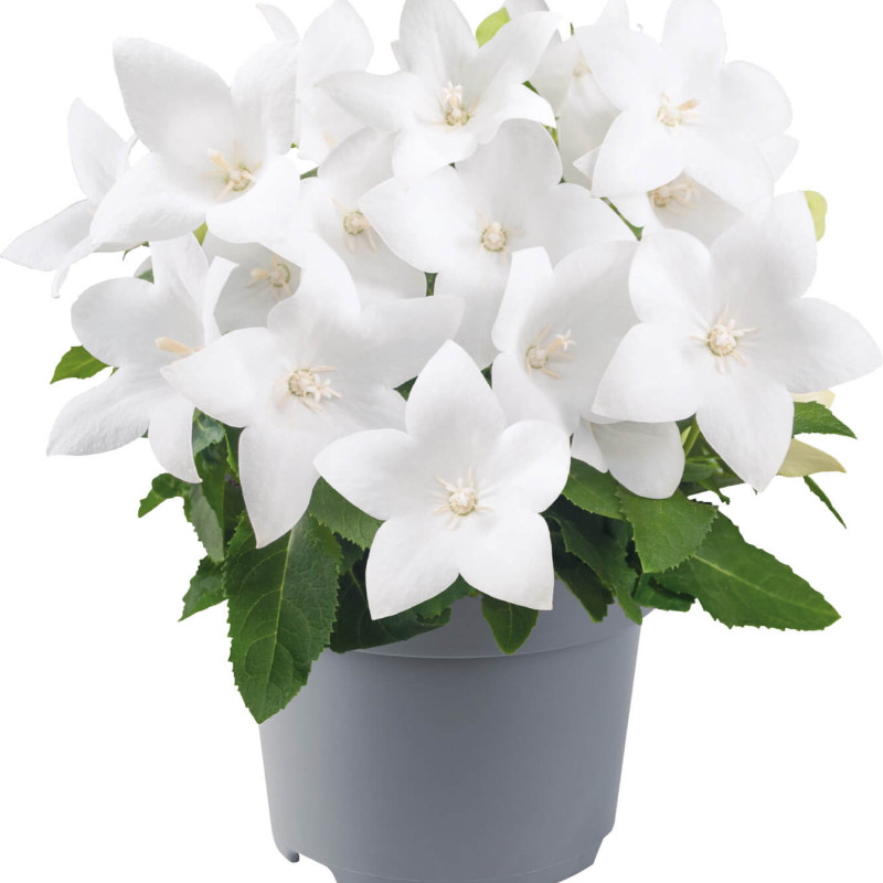 Platycodon grandiflorum 'Pop Star White'