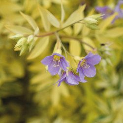 Polemonium pulcherrimum Golden Feathers