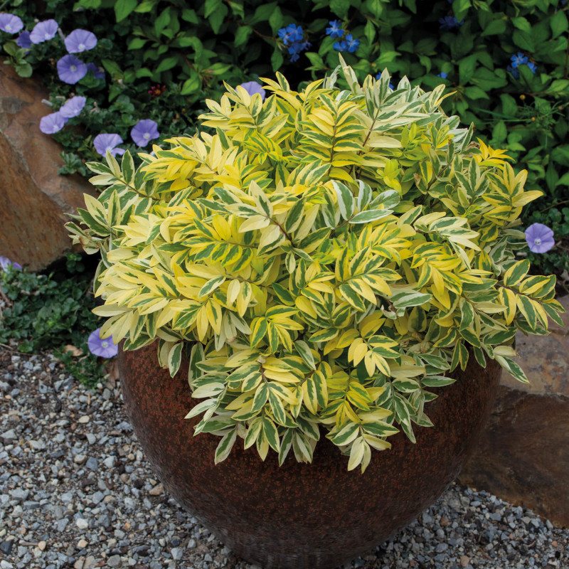 Polemonium pulcherrimum Golden Feathers