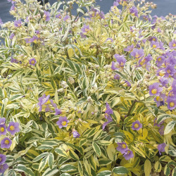 Polemonium pulcherrimum Golden Feathers