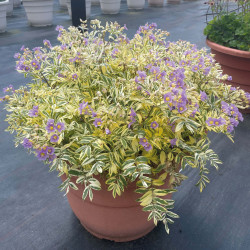Polemonium pulcherrimum Golden Feathers