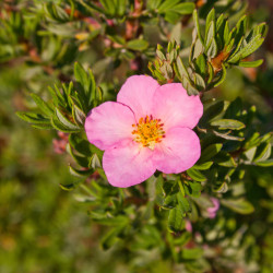 Potentilla fruticosa 'Pink Queen
