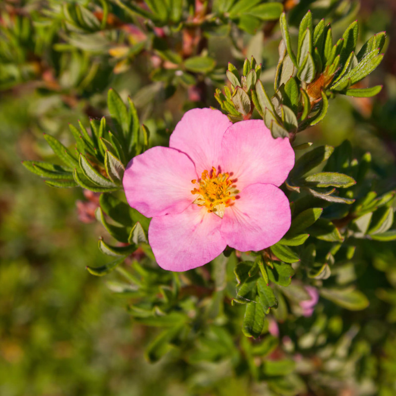 Potentilla fruticosa 'Pink Queen