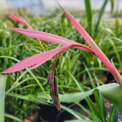 Billbergia nutans