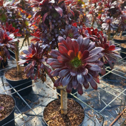Aéonium pourpre