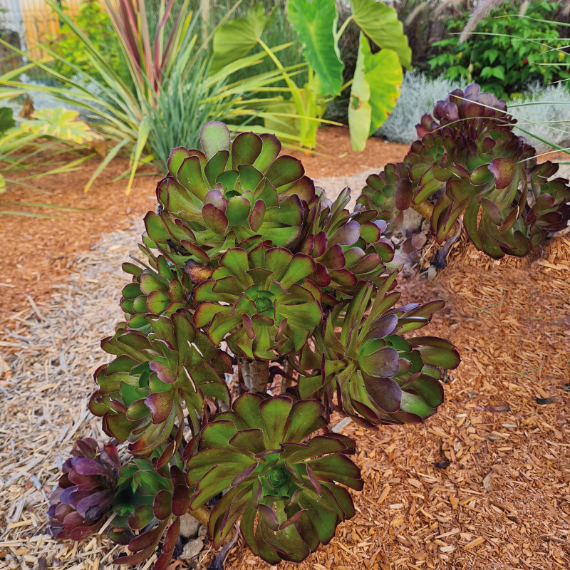 Aéonium pourpre