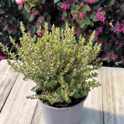 Hebe ‘Baby Marie’