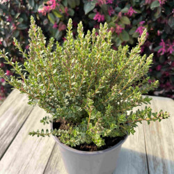 Hebe ‘Baby Marie’