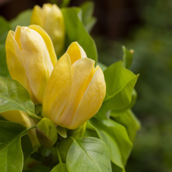 Magnolia brooklynensis Yellow Bird