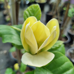 Magnolia brooklynensis Yellow Bird