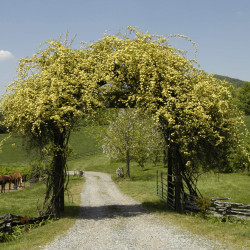 Rosier Lutea Plena