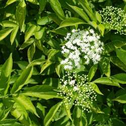 Sambucus nigra ‘Golden Tower’