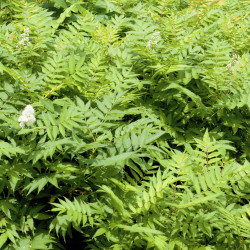 Sorbaria sorbifolia ‘Sem’