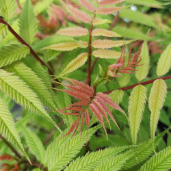 Sorbaria sorbifolia ‘Sem’