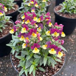 Nemesia fruticans 'Menor magenta'