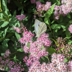 Spirée du Japon Little Princess