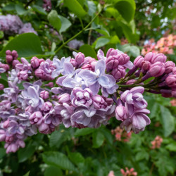 Syringa vulgaris ‘Katherine Havemeyer’