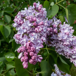 Syringa vulgaris ‘Katherine Havemeyer’