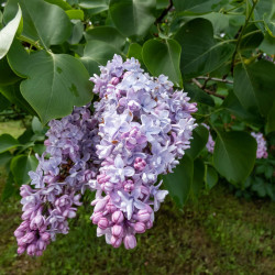 Syringa vulgaris ‘Katherine Havemeyer’