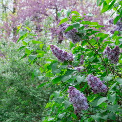 Syringa vulgaris ‘Katherine Havemeyer’