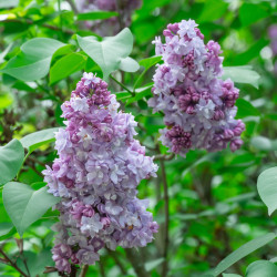 Syringa vulgaris ‘Katherine Havemeyer’