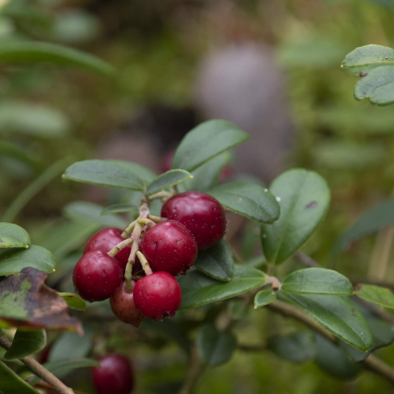 Arbuste Vaccinium 'Miss Cherry'