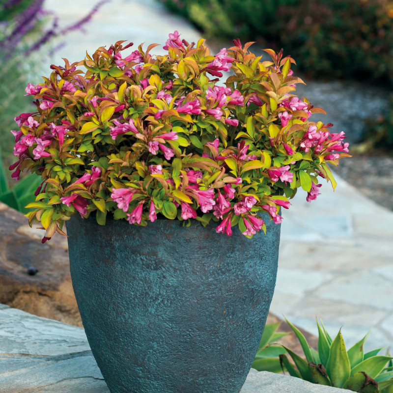 Weigela PRISM™ Magic Carpet
