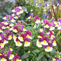 Nemesia fruticans 'Menor magenta'