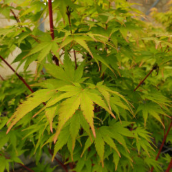 Acer palmatum ‘Sangokaku’ -...