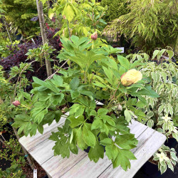 Paeonia itoh Oriental Gold