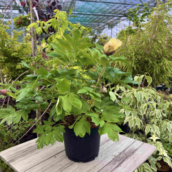 Paeonia itoh Oriental Gold