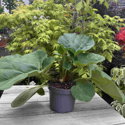 Rheum Livingstone