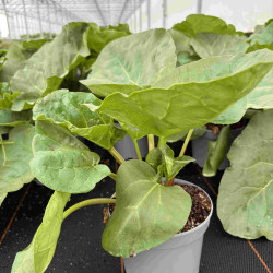 Rhubarbe Livingstone