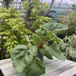 Rhubarbe