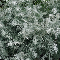 Artemisia arborescens Powis Castle