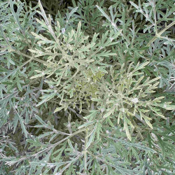 Artemisia arborescens Powis Castle - Armoise arborescente