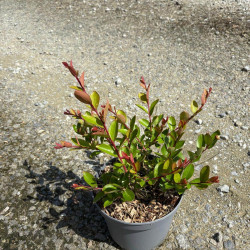 Lilas des Indes