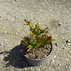 Lagerstroemia indica ‘With Love Kiss‘