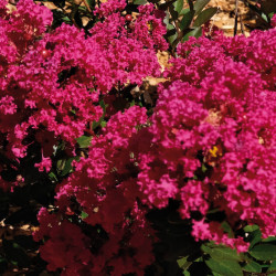 Lilas des Indes
