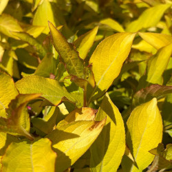 Weigela Magic Carpet