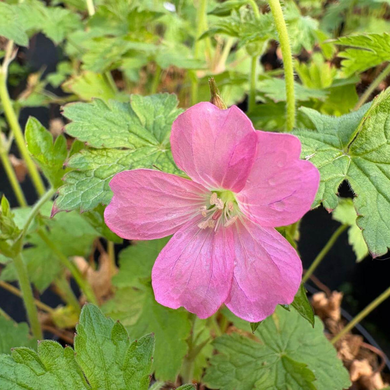 Geranium endressii ‘Wargrave Pink‘