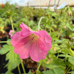 Geranium endressii ‘Wargrave Pink‘